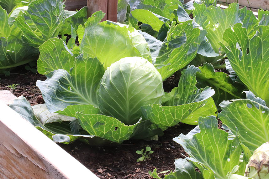 Cabbages in a raised bed