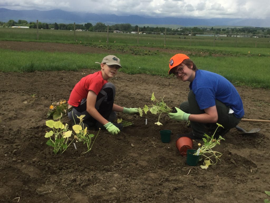 Volunteers planting seedlings
