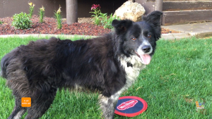 black and white dog on green lawn with red frisbee