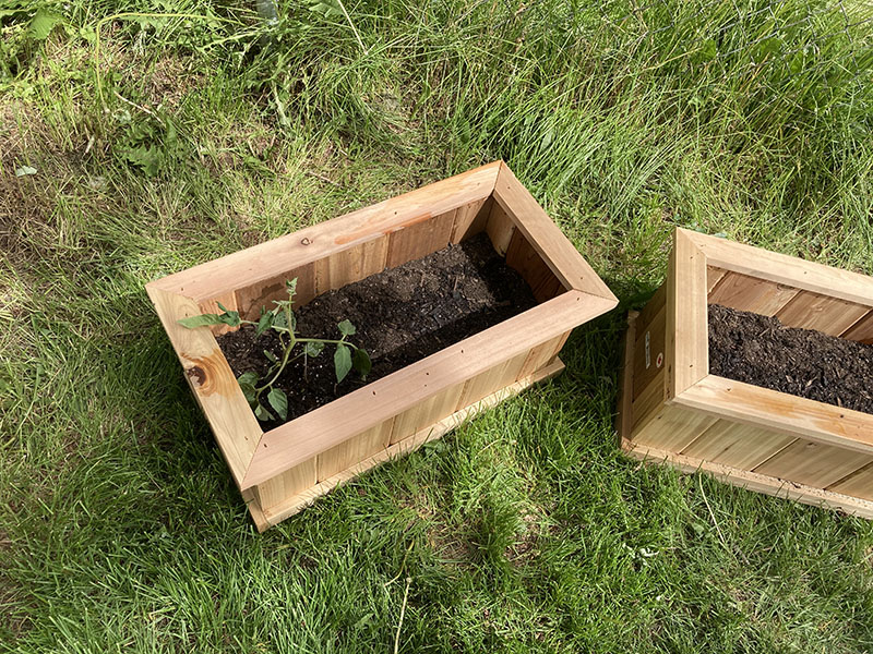 Small wooden garden box with small plants inside.