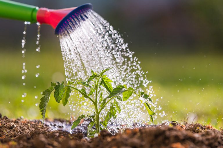 Hose with sprinkler head water tomato plant