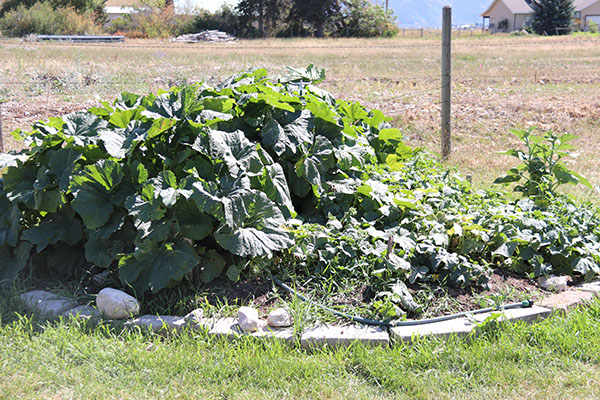 Squash plants growing out of a mound with a barbwire fence behind and cement blocks around the mound.