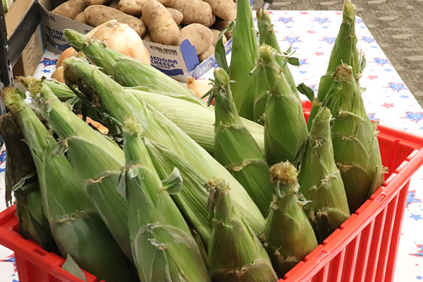 Ears of corn in their green leaves in a red plastic bin on a table with potatoes and onions.