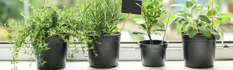 Four black pots with herbs growing in them an little signs sticking up on sticks.