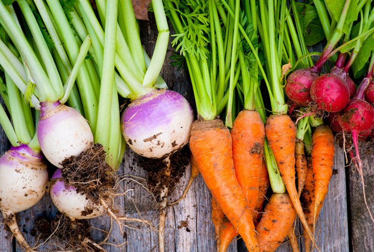 Turnips, carrots, and radishes with dirt on them and their tops still on, on top of a wooden table.