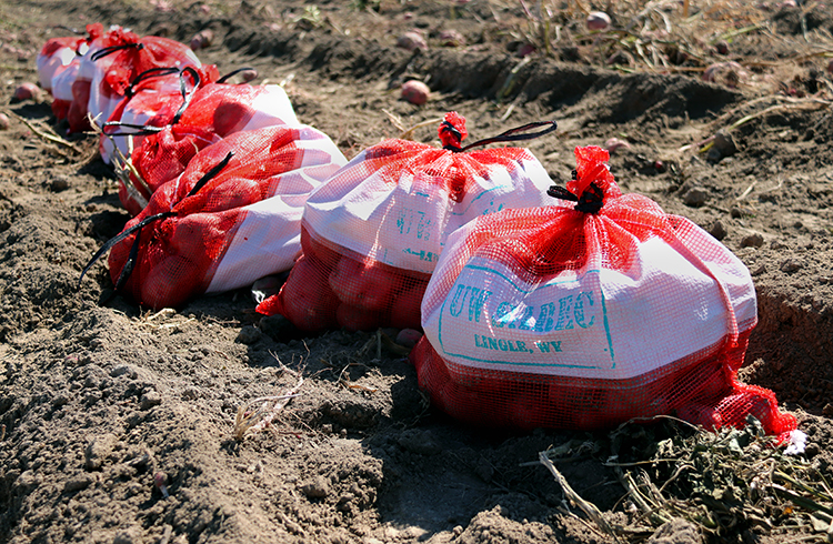 Bags of potatoes in a field.