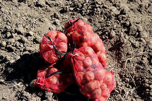 Mesh bags of freshly dug potatoes in a dirt field
