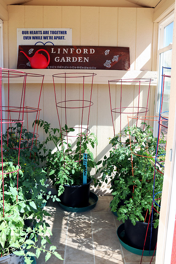 Inside one of the Linford greenhouses with tomato plants and a sign that says Linford Garden