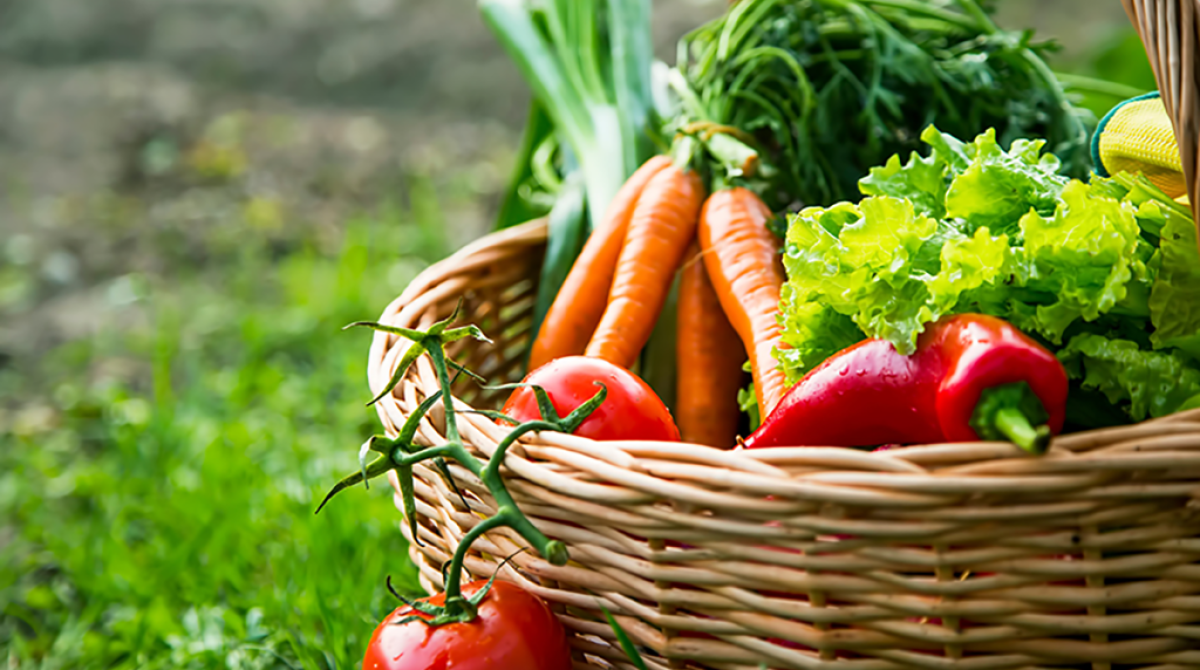 Basket of colorful garden vegetables sitting in a basket outside on vibrant green grass.